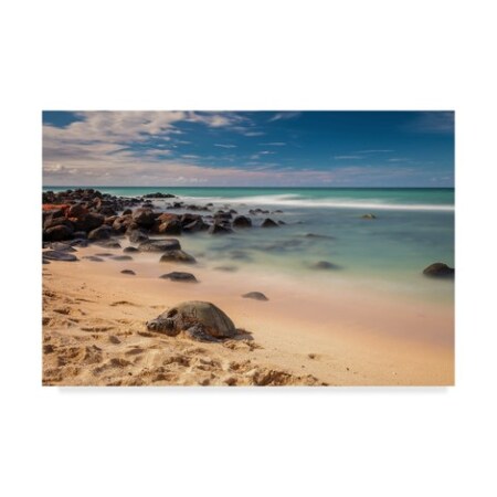 Trademark Fine Art Pierre Leclerc 'Baby Beach Honu' Canvas Art, 22x32 PL00366-C2232GG